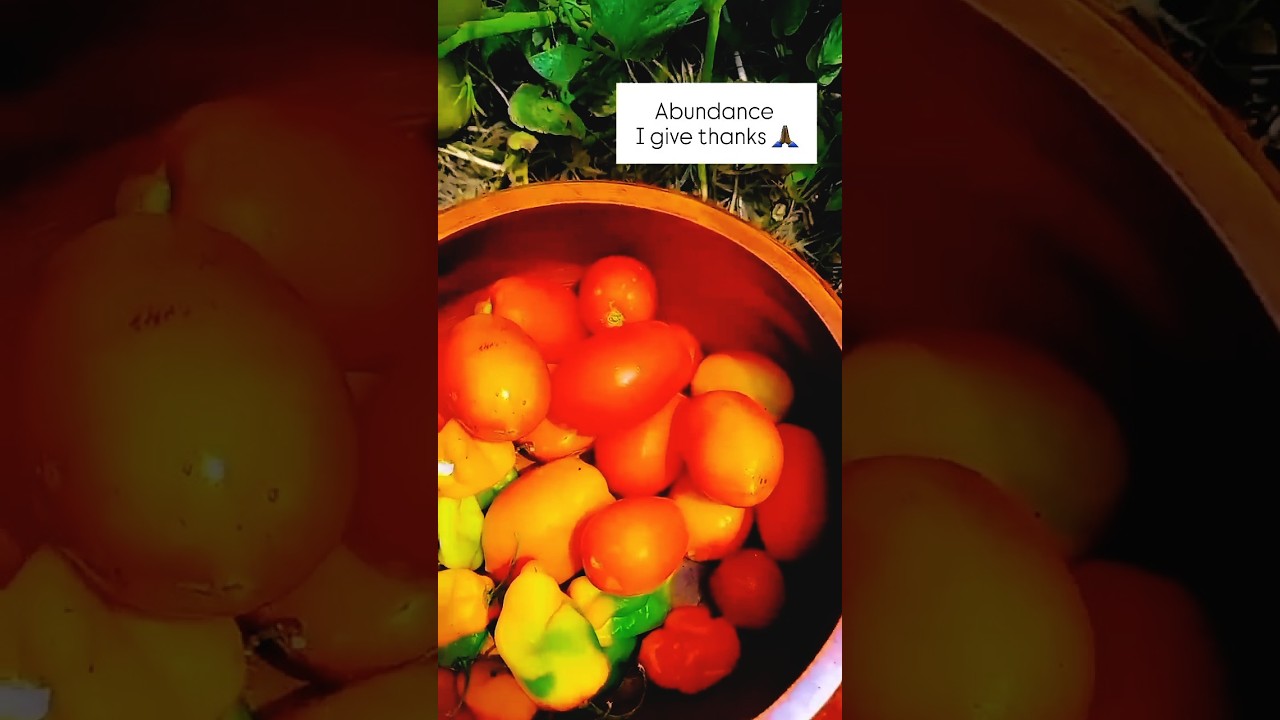 &ldquo;Harvesting My Homegrown Tomatoes 🍅✨ Garden Blessings & Abundance Ritual&rdquo;