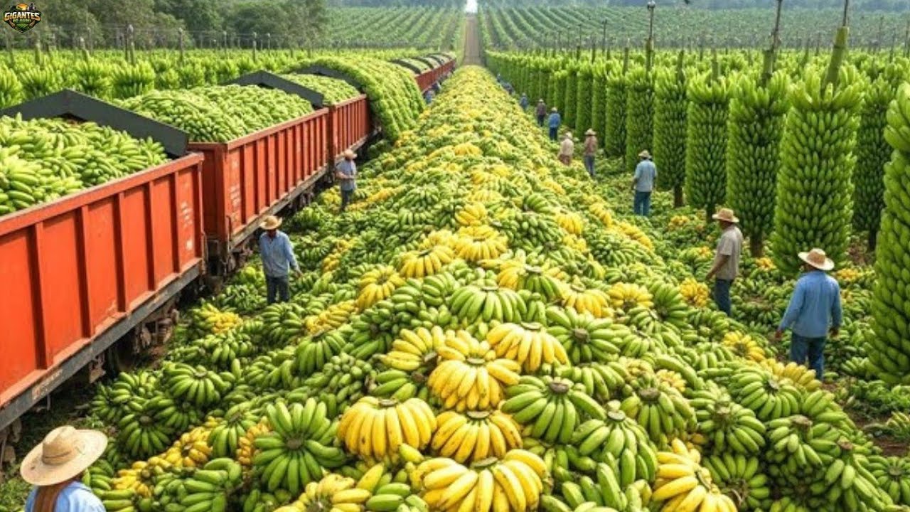 Como Fazendeiros Produzem Milhões de Toneladas de Frutas e Legumes:A Colheita que Surpreende o Mundo