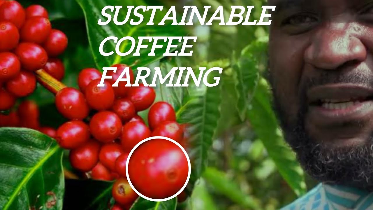 How to Grow Coffee to Fast Harvesting and Most Yield - Easy and Effective  Agricultural Methods