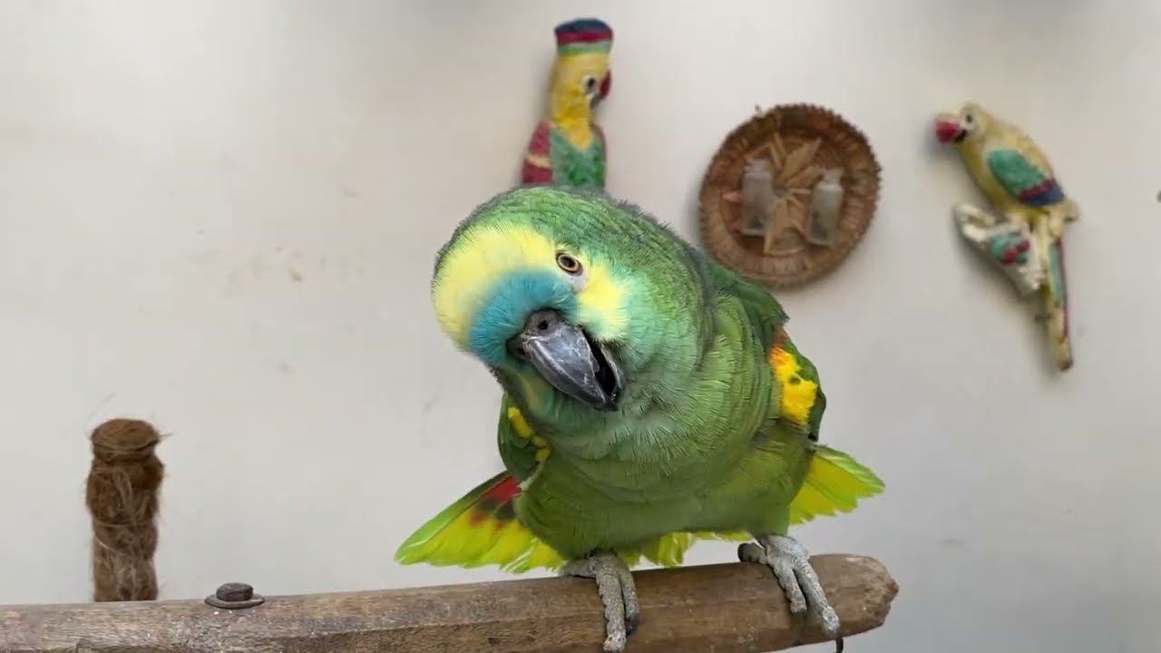 Best Talking Parrot in the World – You Won’t Believe This! | PBI Official