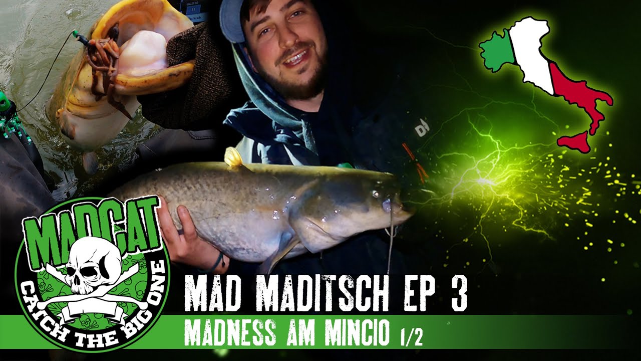 MAD MADITSCH #3 😱 Madness am Mincio 1/2  🇮🇹  Klopfwaller beim Welsangeln in Italien I MADCAT