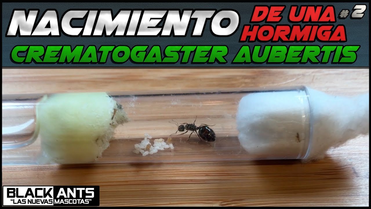 EL NACIMIENTO DE UNA HORMIGA CREMATOGASTER AUBERTI