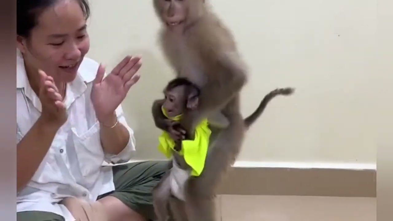 Funny Monkey Videos Ep143#lovely #cute #adorable #newborn #animals  #obedient #monkey#cat #duet