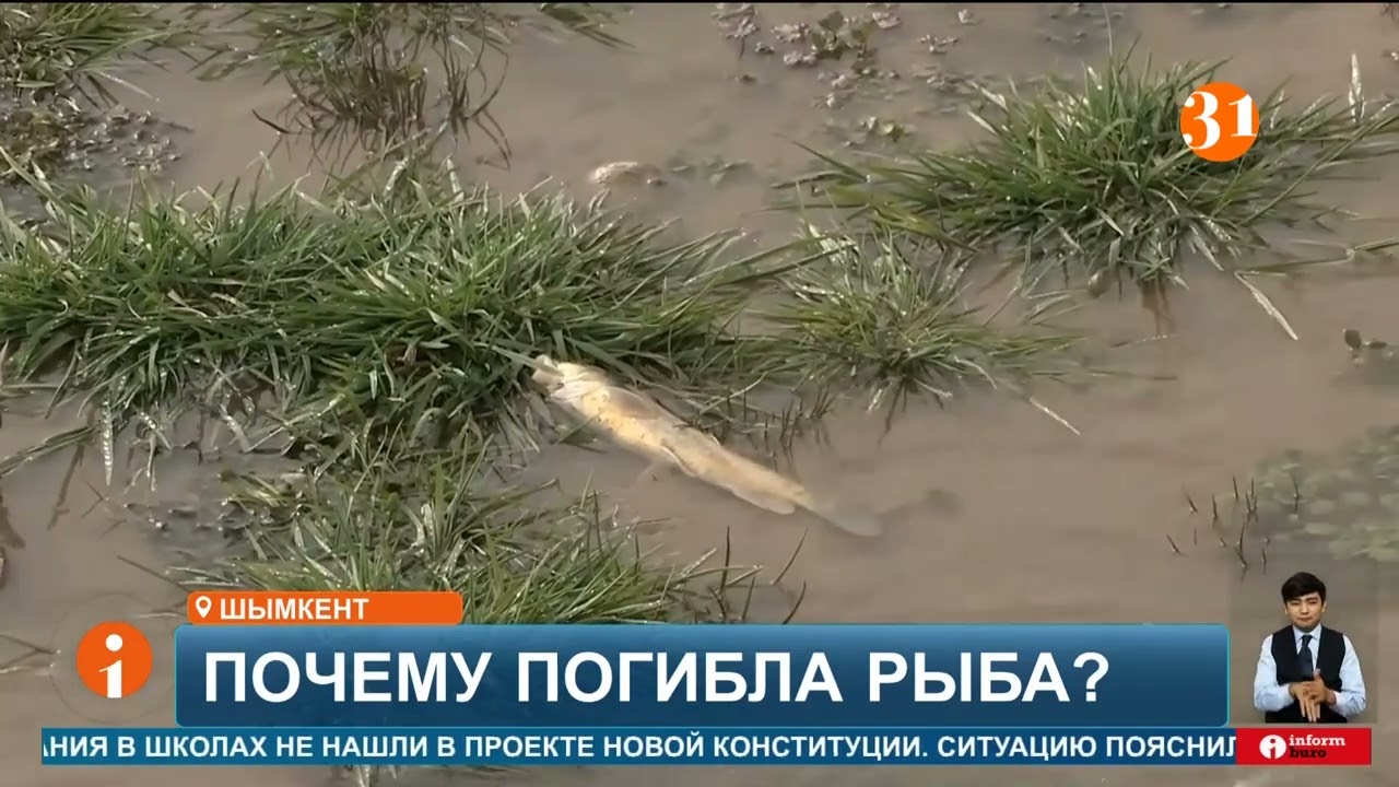 Жители Шымкента зафиксировали мор рыбы в реке Бадам