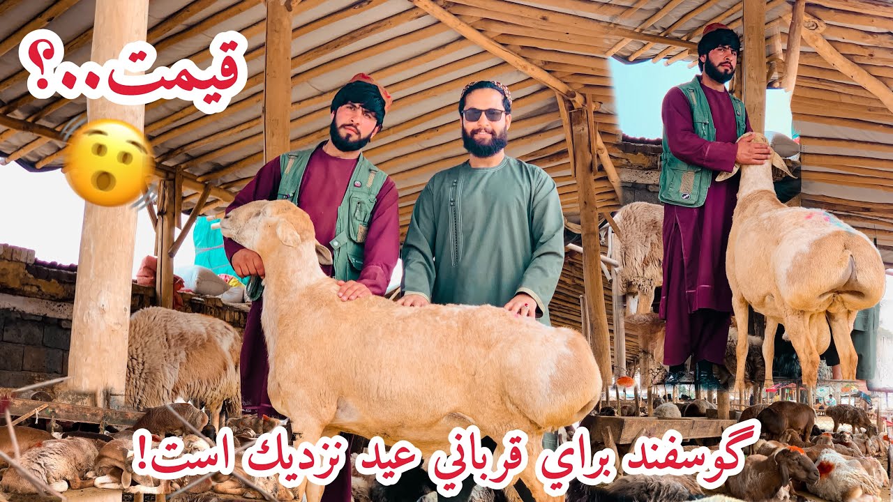 نرخ و قیمت مال از نقاش کمپنی - گوسفند های وطنی ، هزارگی و ترکی ،برای قربانی - بسیار جالب -2023