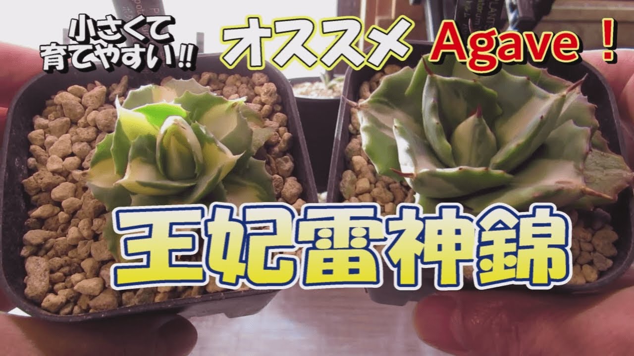 アガベ王妃雷神錦2種を紹介‼＃Agave＃アガベ＃王妃雷神＃斑入り＃shorts＃ショート＃YouTube＃YouTubeshort＃多肉植物＃錦