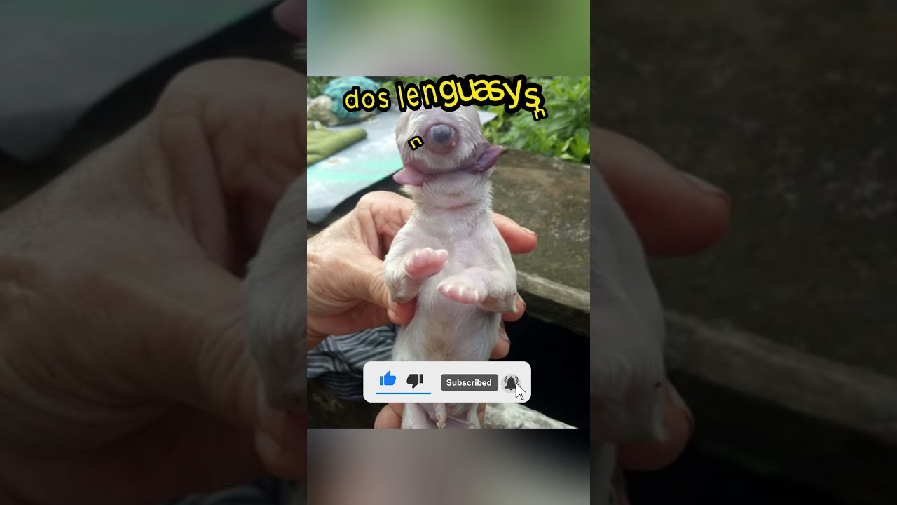 Ciclope real  