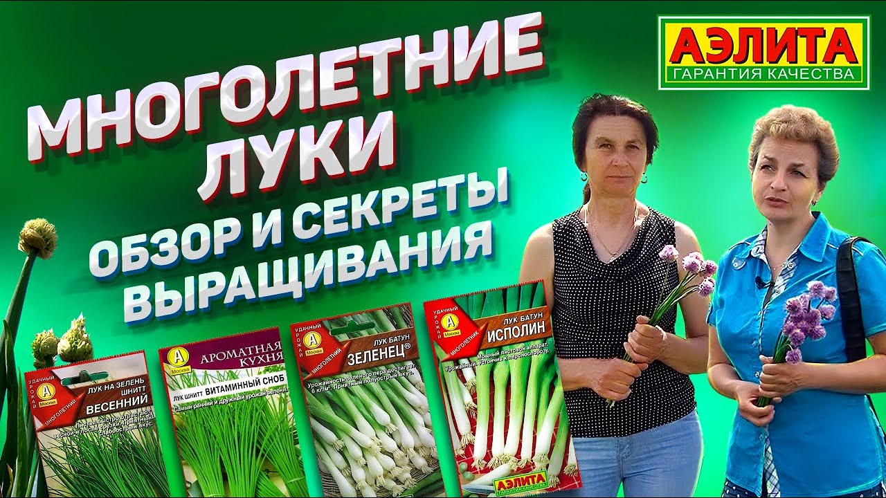 Многолетние луки  Обзор и Секреты выращивания