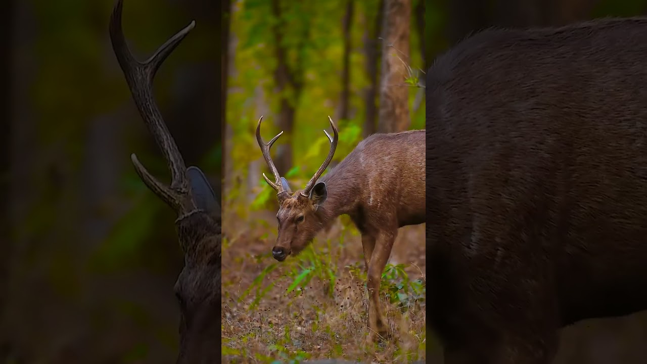 wildlife sanctuary//