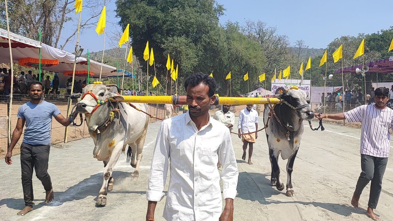 మహానంది 6పళ్ళు  విభాగంలో 9వ జత