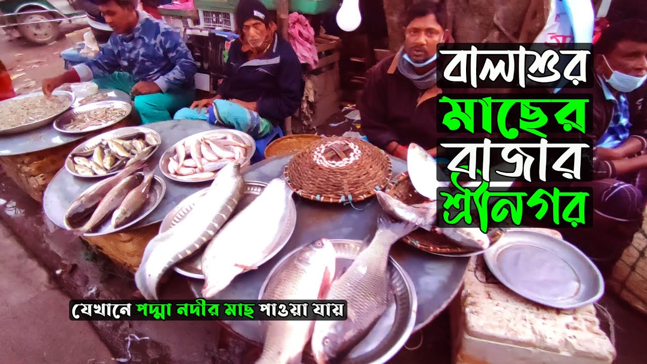 বালাশুর মাছের বাজার শ্রীনগর | Balashur Fish Market Sreenagar Bangladeshi Village Market BD