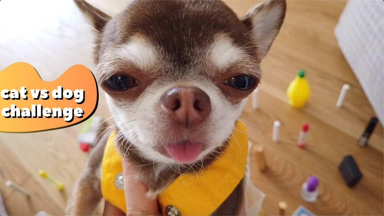 Полоса препятствий для собаки! CAT VS DOG CHALLENGE