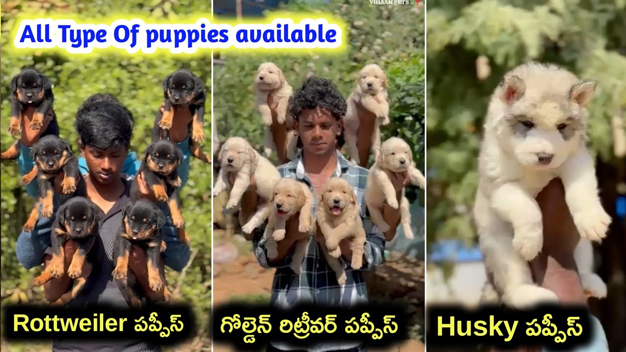 Golden retriever ,Rottweiler,Husky puppies for sale / 9392868244 /aj pets