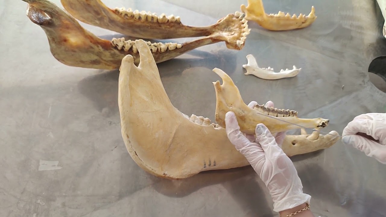 Mandibula