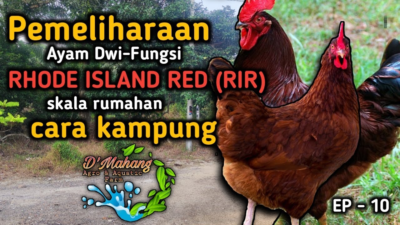 EP 10 - Ayam Rhode Island Red (RIR) adalah ayam Dwi-fungsi yang sesuai untuk kehidupan di kampung