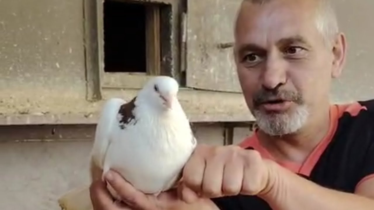 Голуби Катомина Александра.