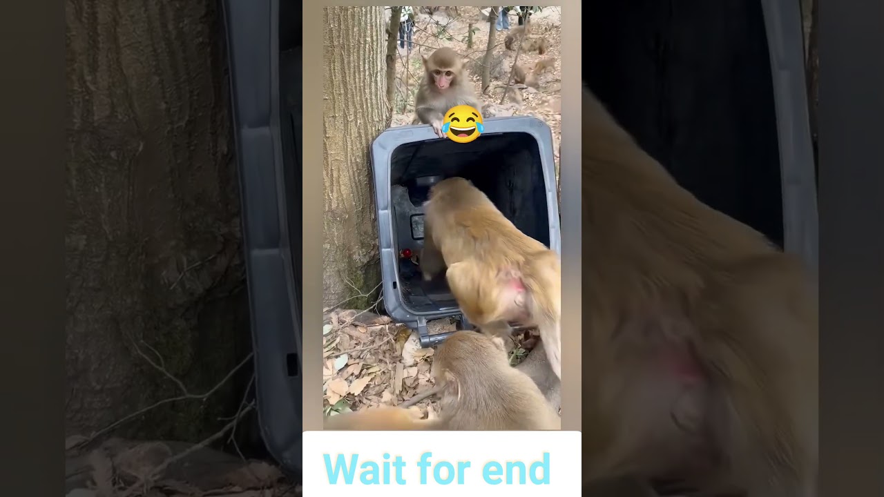 monkey ki kuredaan wali party 🤣