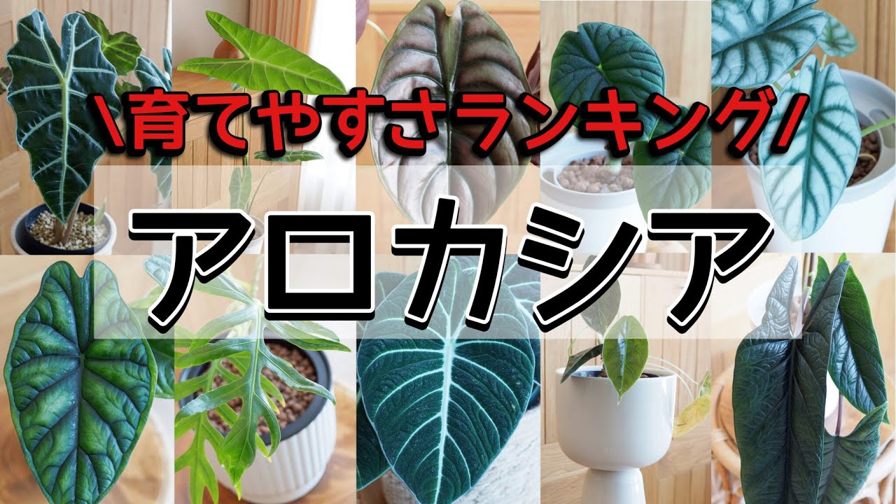【観葉植物】アロカシア・育てやすさランキング【TOP10】