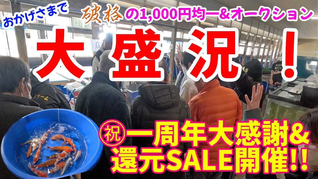 【錦鯉】🎉🎉㊗️一周年大感謝&還元セールイベント開催！！【前編】🎉🎉#錦鯉 #錦鯉販売 #koi #koifish