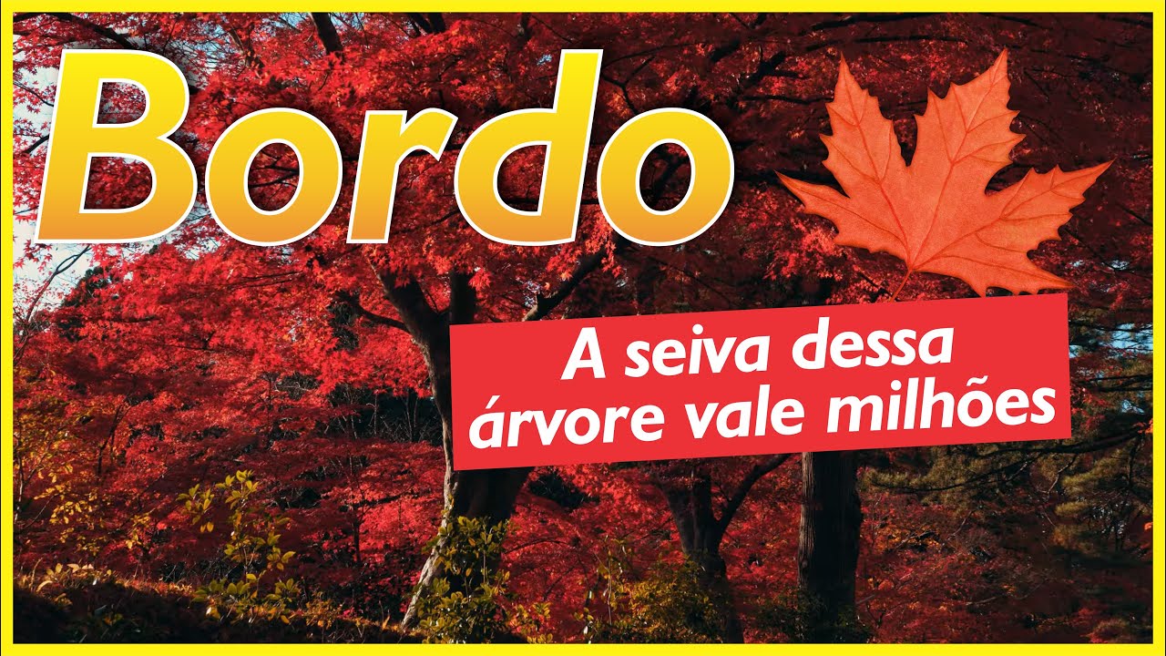 O xarope feito com a seiva bruta da árvore de bordo chega a valer 20 vezes mais que o petróleo