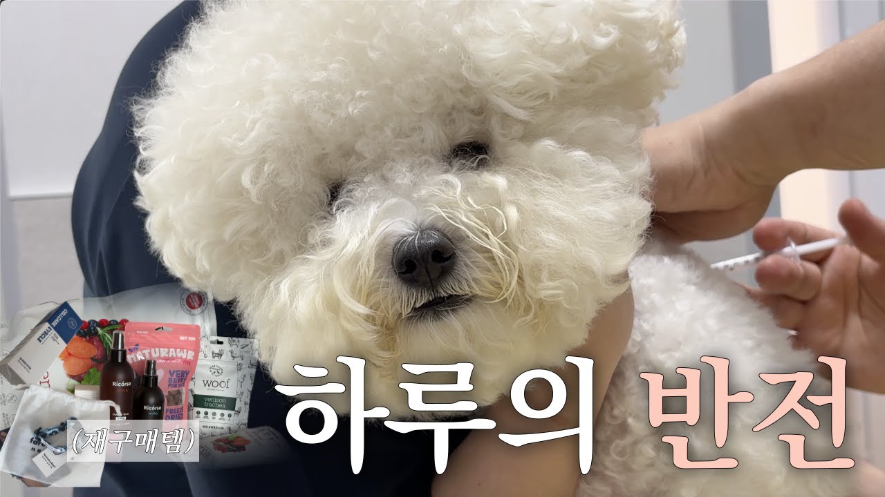 두부의 예상 못한 하루 마무리, 재구매템 소개(광고❌)