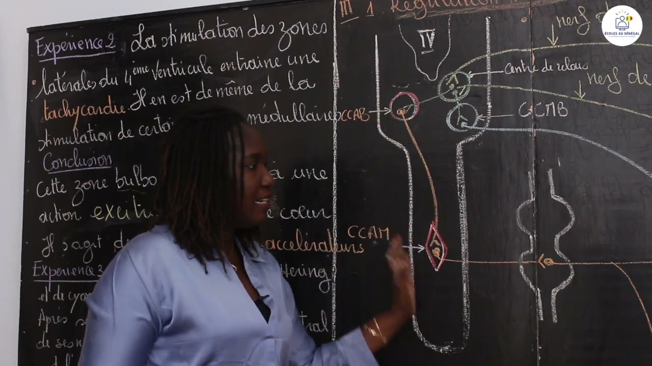 Cours - TL2 - SVT: La régulation de la pression artérielle  / Suite 1 /  Mme Cissé