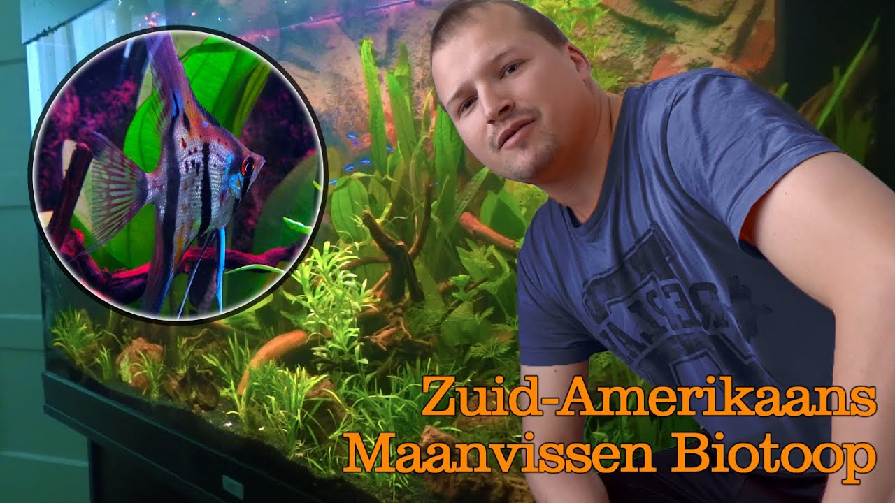 Maanvissen biotoop aquarium inrichten