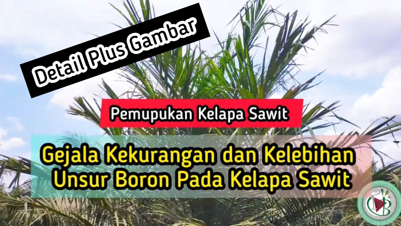 Penjelasan The Brondols Detail : Gejalanya Kekurangan dan Kelebihan Unsur Boron Pada Kelapa Sawit