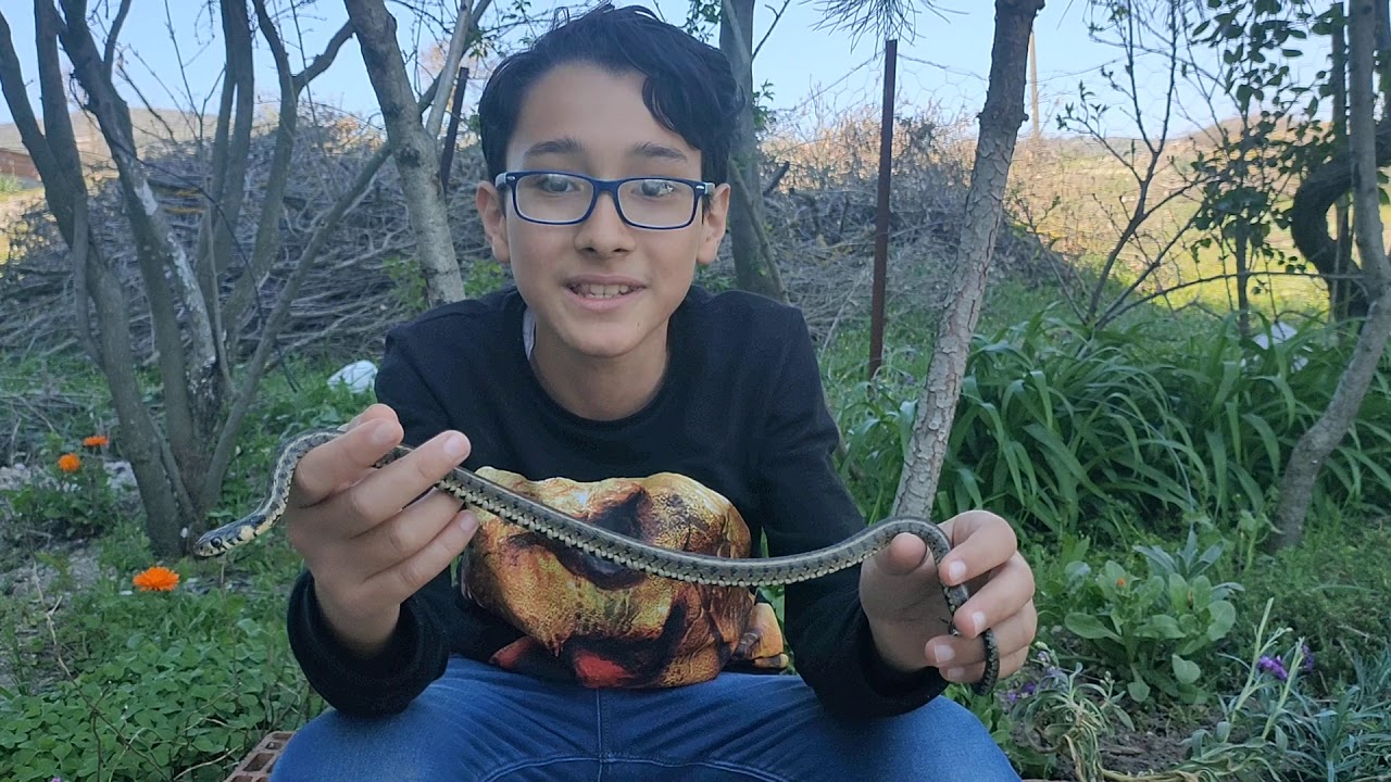 KÜÇÜK SU YILANI /natrix natrix