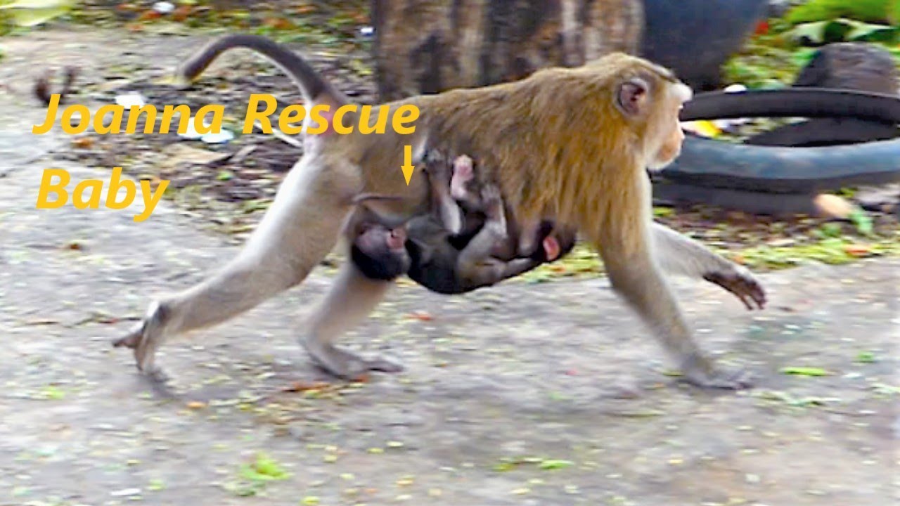 Good Doings of Animal Monkey, Mother Joanna Rescues Poor Baby of Mekala Monkey