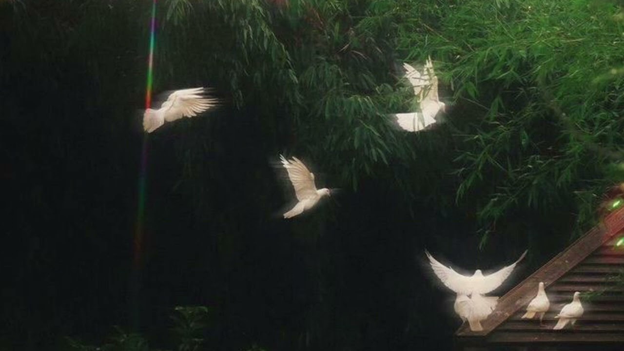 FREE Tyler the Creator Anderson Paak type beat “Birdzz”