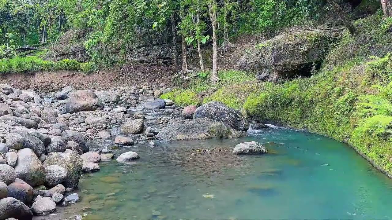 Clear Forest River Flow for Mental Detox, Calm Thoughts & Stress Relief