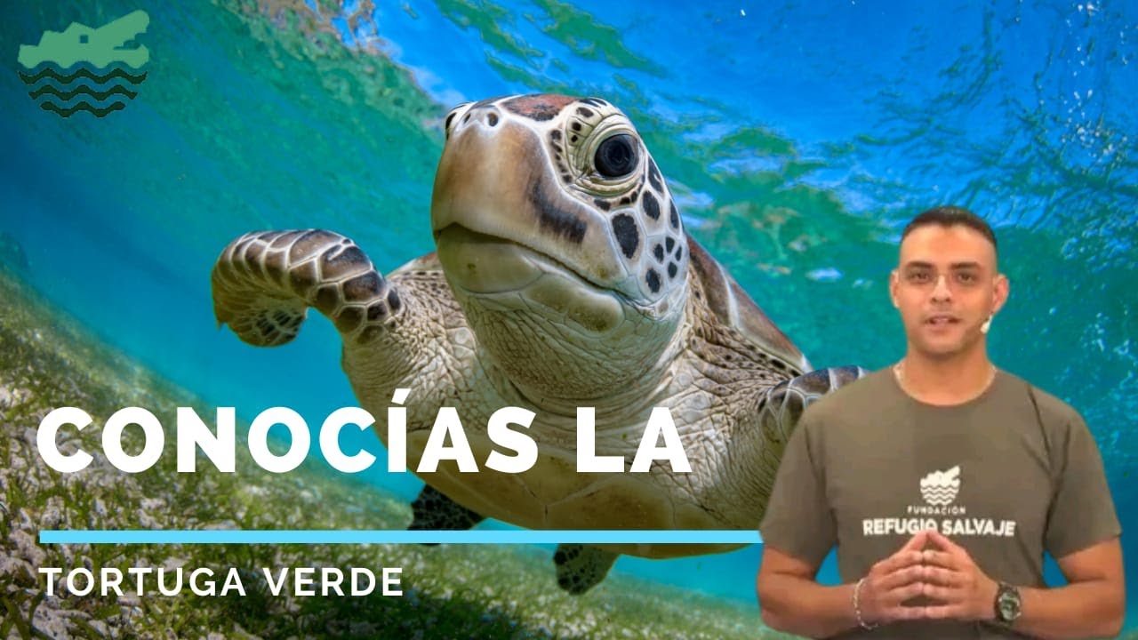 Conocías la Tortuga Verde? El Guardián de los Océanos 🐢 | Fundación Refugio Salvaje