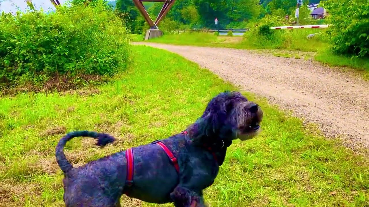 Bellende Hund wegen Lärm vom autos