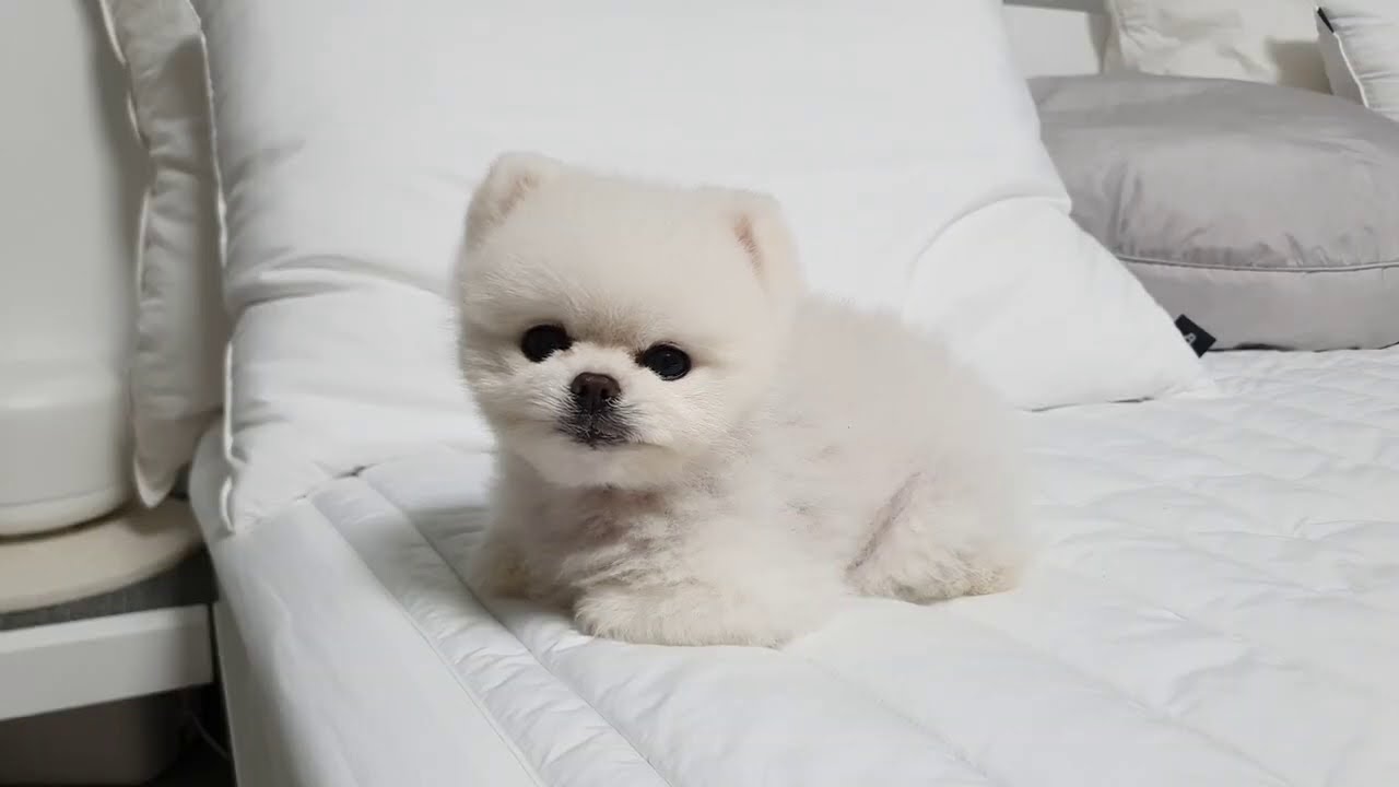 껌딱지 강아지
