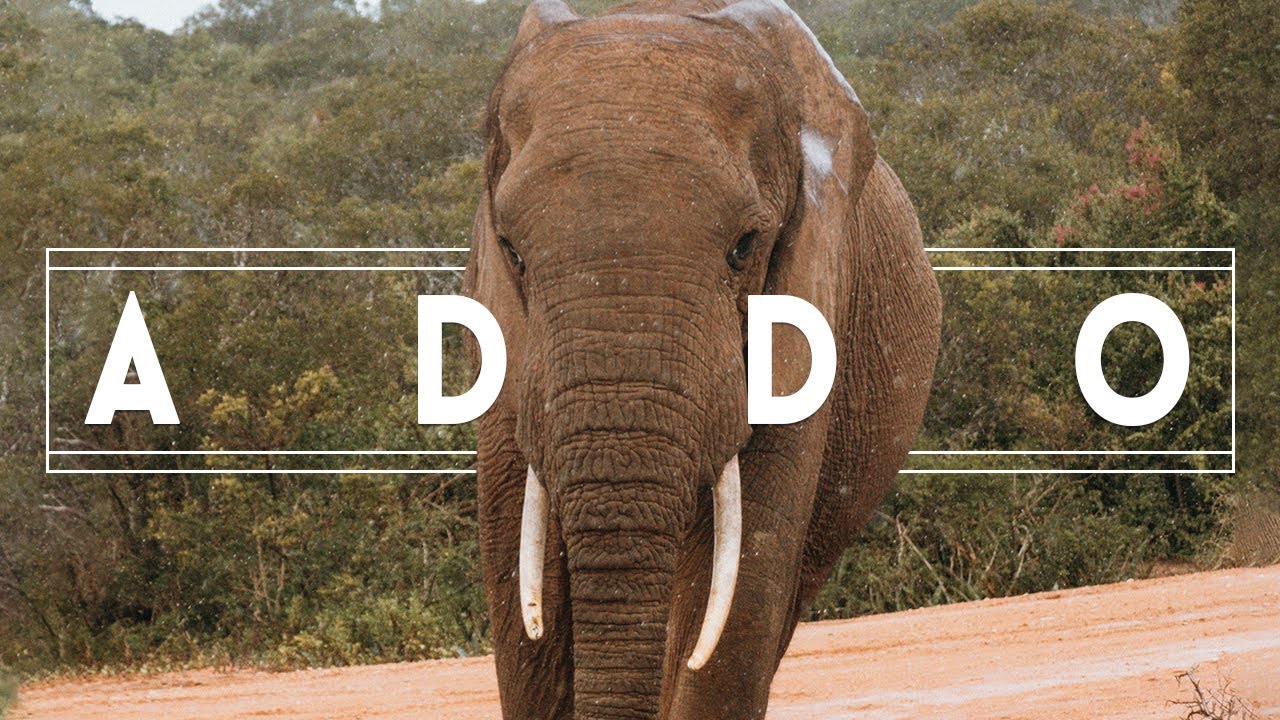 VLOG: At least we saw ONE elephant at the Addo!