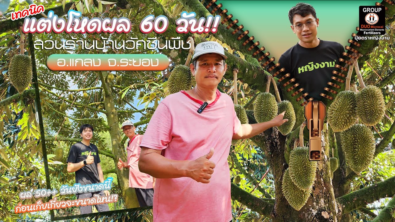 เทคนิคแต่งโหดผลระยะ 55-60 วัน !? สไตล์ พี่สารสิน ร้านบ้านวัคซีนพืช อ.แกลง จ.ระยอง