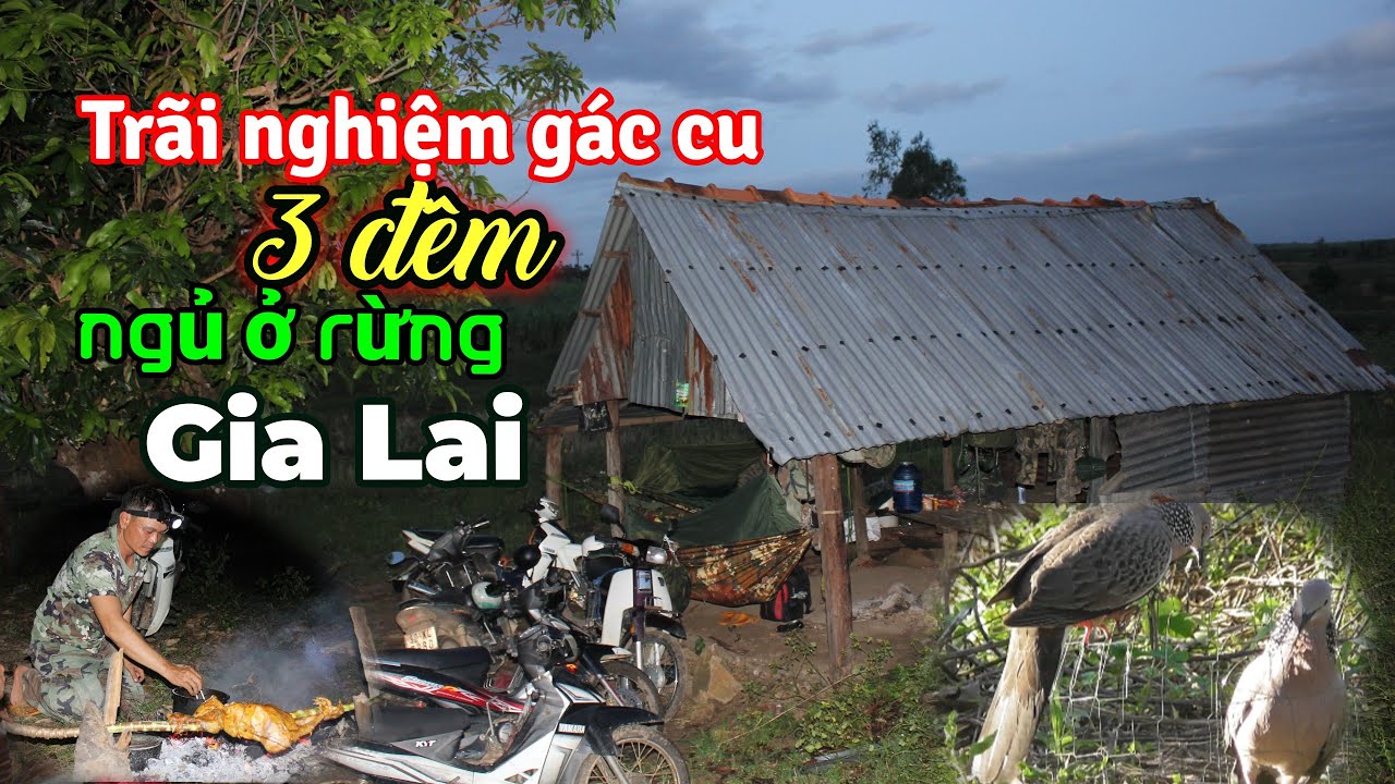 Duy Trà Vinh 3 đêm chinh phục bổi rừng Gia Lai || Bổi số 191 ngày 12/12/2025 #Duytravinh