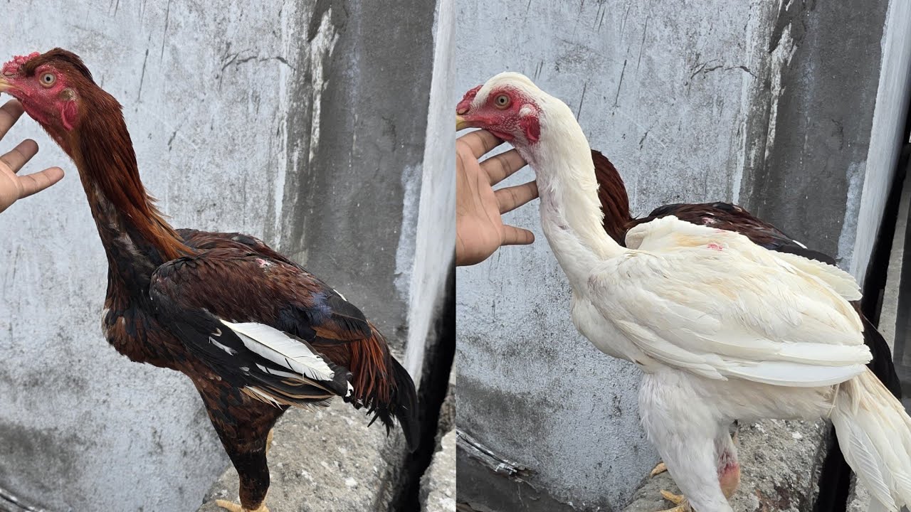 Bobbili teekara patta kollu for sale|| బొబ్బిలి టీకర పిల్లలు ఫోర్ సేల్|| 9490123311