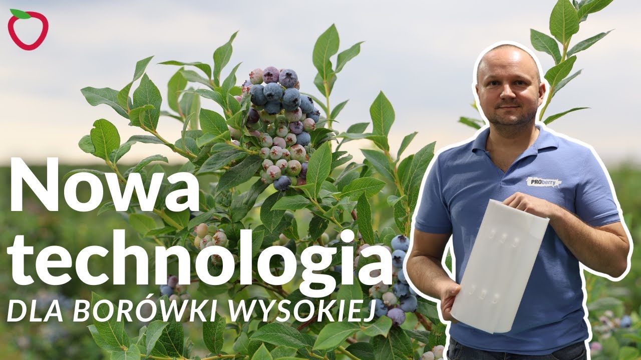 Zmiana technologii produkcji borówki wysokiej