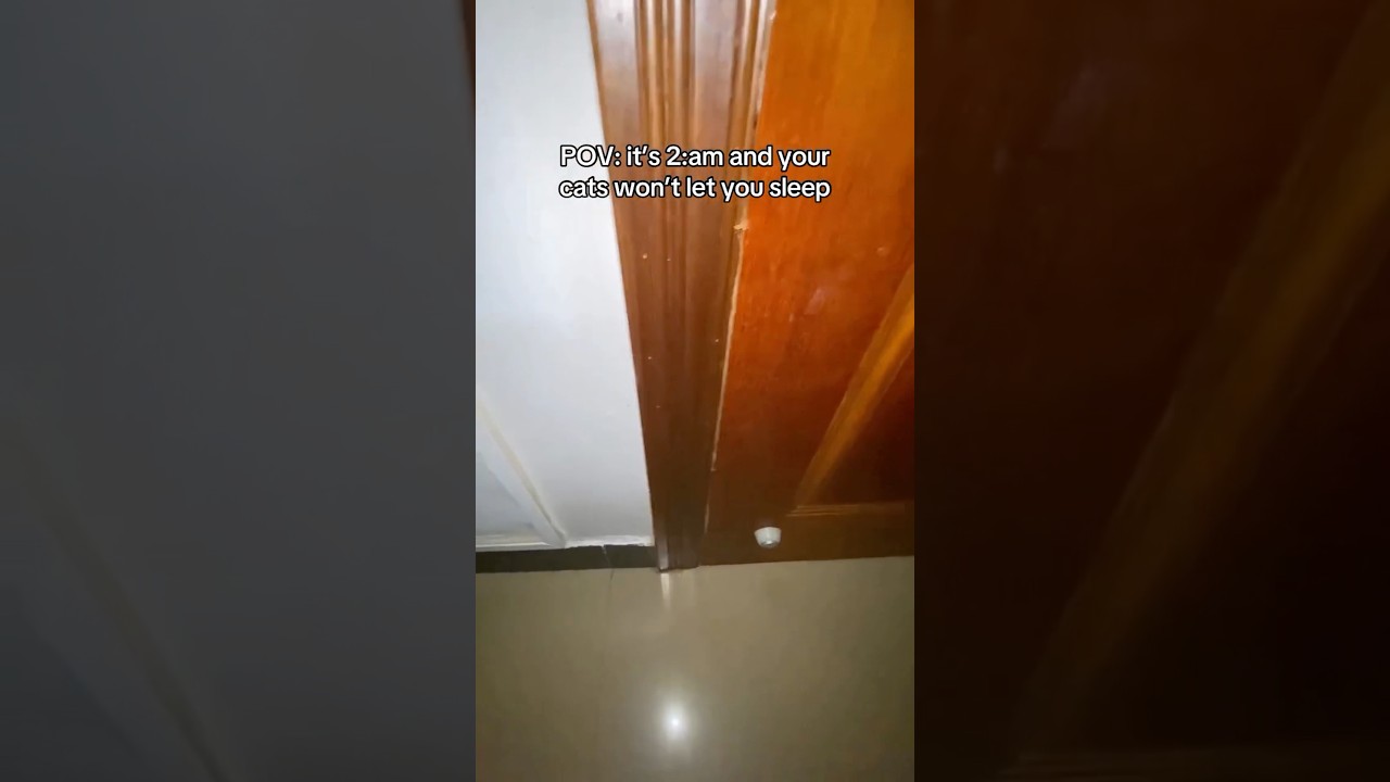 POV: it’s 2AM and your cats won’t let you sleep 💀🤣 