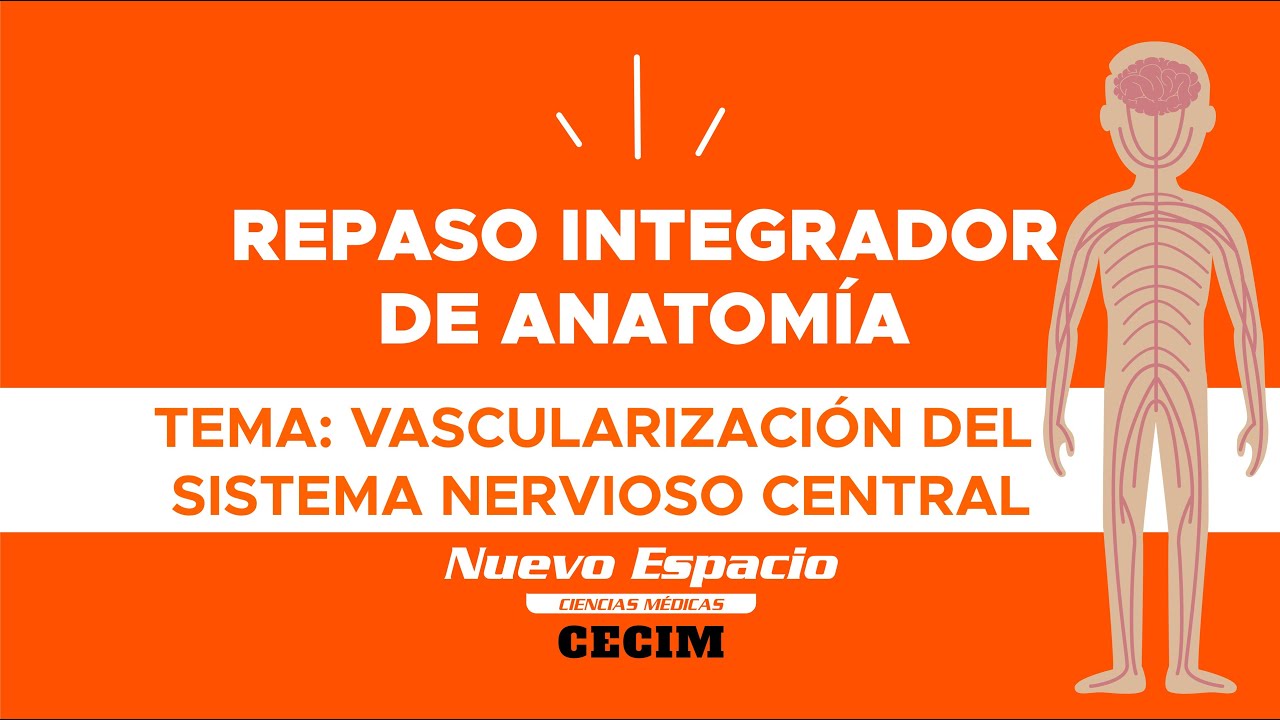 VASCULARIZACIÓN DEL SISTEMA NERVIOSO CENTRAL - Repaso Integrador de Anatomía