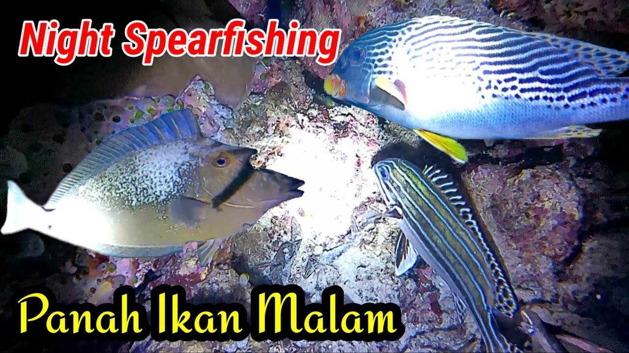 Night Spearfishing, Panah Ikan Malam, Begini Jadinya Kalau Semua Penyelam Turun
