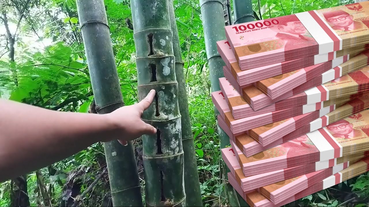 bambu petuk asli kurung bumi super mahal