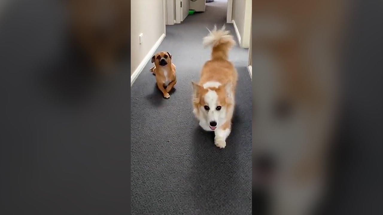 Dog Teasing Corgi for Having Tiny Legs - Funny Dog Videos 🐾
