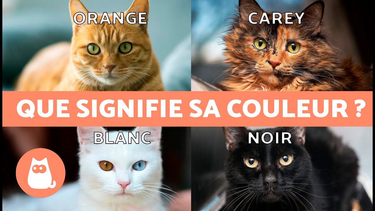 CURIOSITÉS sur les CHATS selon leur COULEUR 🐱🌈 Que signifie chaque couleur ?