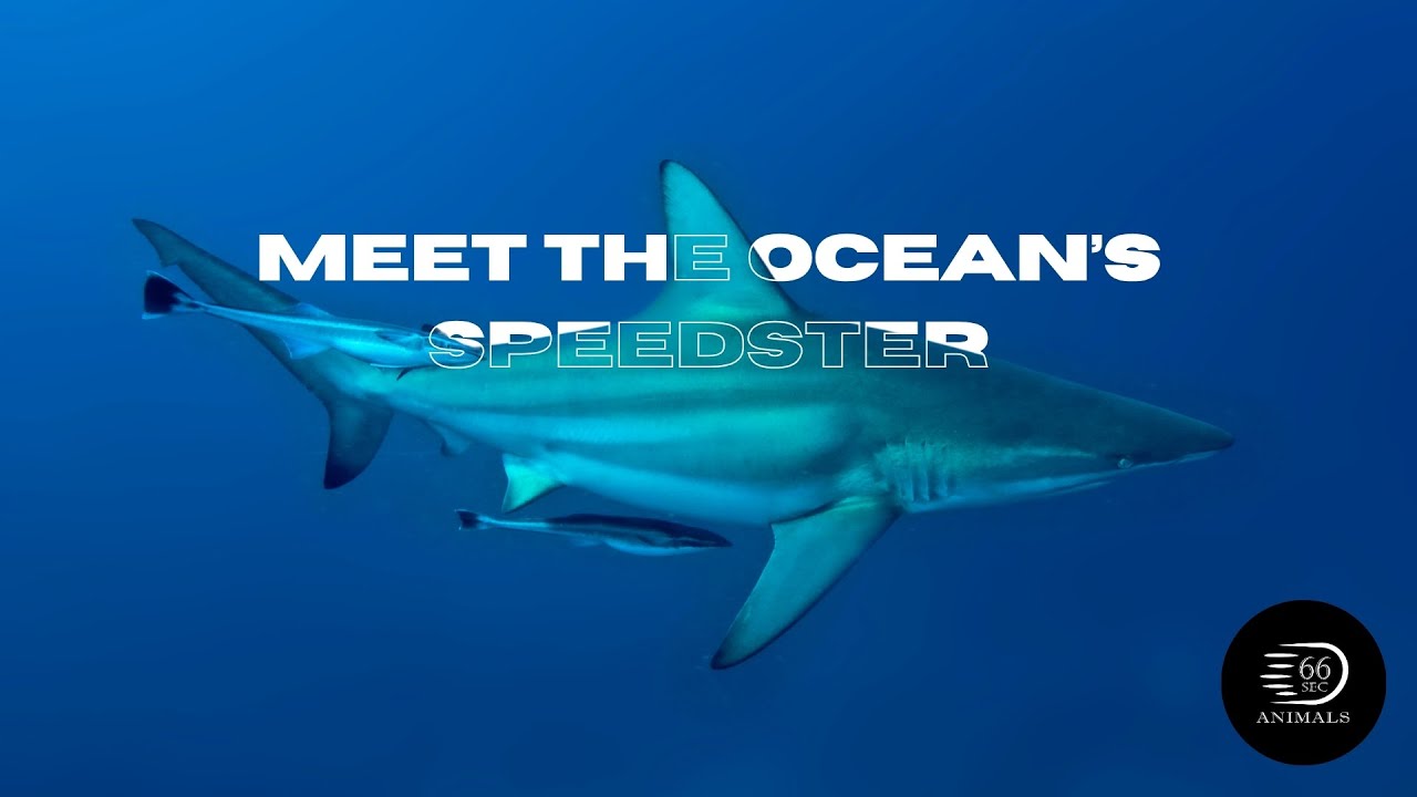 Silky Shark: The Sleek and Stealthy Hunter! 🌊