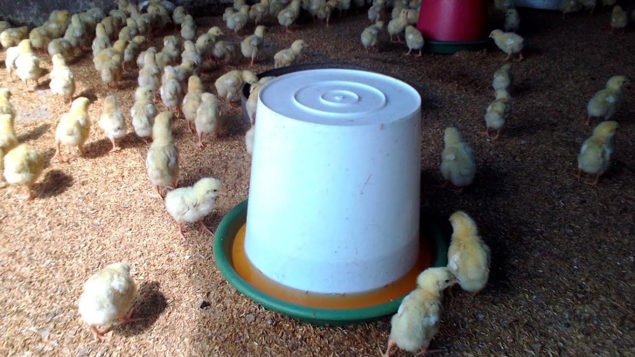 COMMENT FABRIQUER UN ABREUVOIR SIMPLE ET PRATIQUE : ÉLEVAGE POULES PONDEUSES OU POULETS DE CHAIRS #1