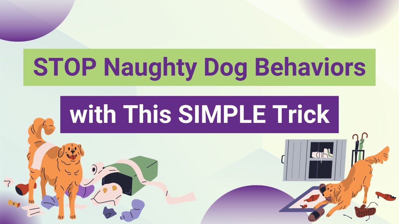 STOP Naughty Dog Behaviors with This SIMPLE Trick