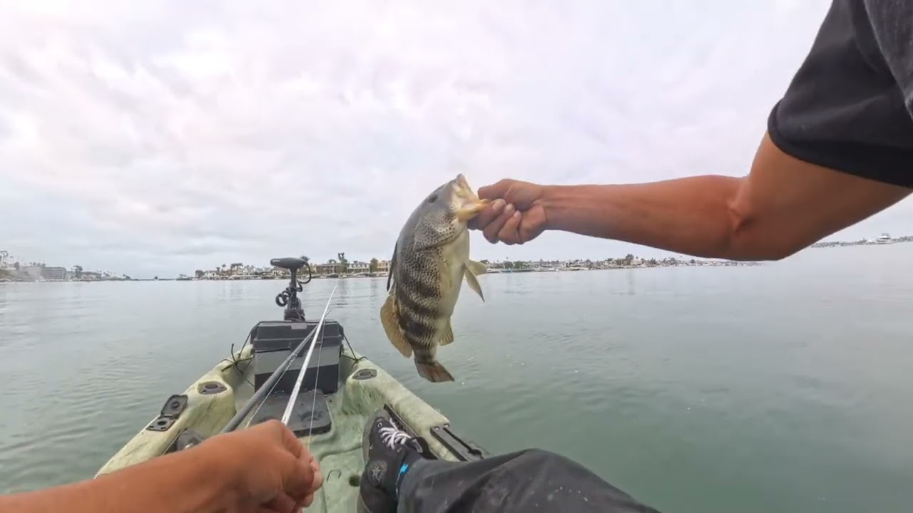 LIVE BAIT AT NEWPORT BEACH 